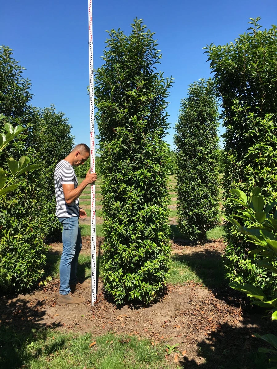 Grote Portugese Laurier (Prunus Lusitanica 'Angustifolia') 8 Grote Portugese Laurier (Prunus Lusitanica 'Angustifolia') - Afbeelding 6