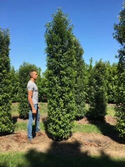 Grote Portugese Laurier (Prunus Lusitanica 'Angustifolia') -Aanbiedingen Groene Hekken Winkel prunus l ang 350400