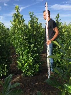 Grote Laurierkers (Prunus Laurocerasus 'Rotundifolia') -Aanbiedingen Groene Hekken Winkel prunus l rot 175200 1