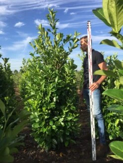 Grote Laurierkers (Prunus Laurocerasus 'Rotundifolia') -Aanbiedingen Groene Hekken Winkel prunus l rot 200225 1