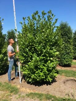 Grote Laurierkers (Prunus Laurocerasus 'Rotundifolia') -Aanbiedingen Groene Hekken Winkel prunus l rot 250300 x 100 150 br 1