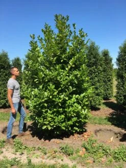 Grote Laurierkers (Prunus Laurocerasus 'Rotundifolia') -Aanbiedingen Groene Hekken Winkel prunus l rot 300350 x150 br 1