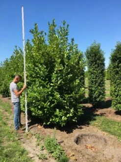Grote Laurierkers (Prunus Laurocerasus 'Rotundifolia') -Aanbiedingen Groene Hekken Winkel prunus l rot 350400 x 150 br 1