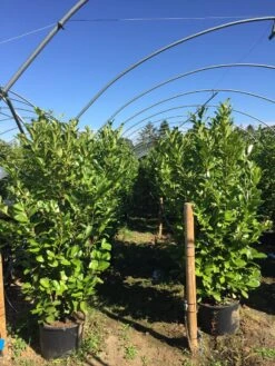 Grote Laurierkers (Prunus Laurocerasus 'Rotundifolia') -Aanbiedingen Groene Hekken Winkel prunus laur. rotundifolia h160180cm 2