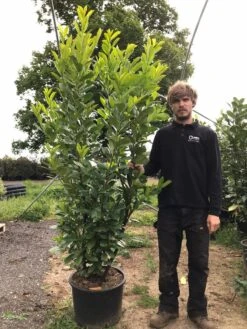 Grote Laurierkers (Prunus Laurocerasus 'Rotundifolia') -Aanbiedingen Groene Hekken Winkel prunus laur. rotundifolia h180 200cm 1