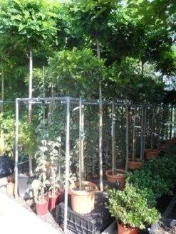 Laurier Als Boom (Prunus Laurocerasus 'Etna') -Aanbiedingen Groene Hekken Winkel prunus laurocerasus etna 120stam c20