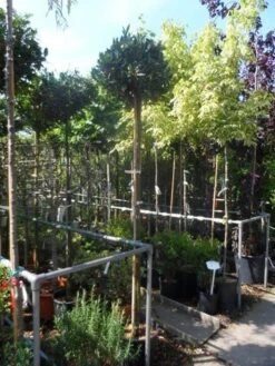 Laurierkers Op Stam (Prunus Laurocerasus 'Otto Luyken') -Aanbiedingen Groene Hekken Winkel prunus laurocerasus otto luyken 8 10 12ho cont