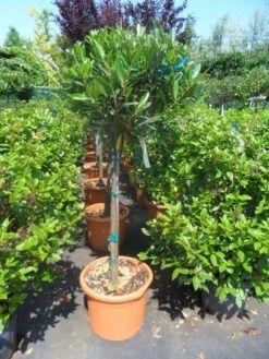 Laurierkers Op Stam (Prunus Laurocerasus 'Otto Luyken') -Aanbiedingen Groene Hekken Winkel prunus laurocerasus otto luyken 80stam c25 1