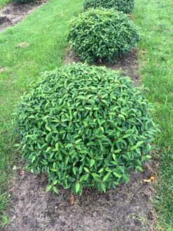 Portugese Laurier Als Grote Bolvorm (Prunus Lusitanica 'Angustifolia') 10 Portugese Laurier Als Grote Bolvorm (Prunus Lusitanica 'Angustifolia') -Aanbiedingen Groene Hekken Winkel prunus lus. angustifolia bol