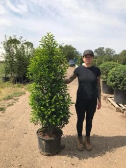 Grote Portugese Laurier (Prunus Lusitanica 'Angustifolia') -Aanbiedingen Groene Hekken Winkel prunus lus. angustifolia h140160