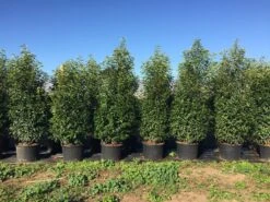 Grote Portugese Laurier (Prunus Lusitanica 'Angustifolia') 19 Grote Portugese Laurier (Prunus Lusitanica 'Angustifolia') -Aanbiedingen Groene Hekken Winkel prunus lus. angustifolia h160180cm 1