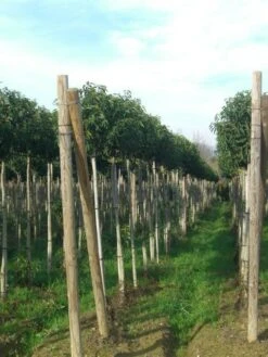 Portugese Laurier Als Boom (Prunus Lusitanica 'Angustifolia') -Aanbiedingen Groene Hekken Winkel prunus lusitanica 1