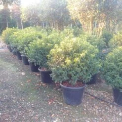 Portugese Laurier Als Bol (Prunus Lusitanica 'Angustifolia') 7 Portugese Laurier Als Bol (Prunus Lusitanica 'Angustifolia') -Aanbiedingen Groene Hekken Winkel prunus lusitanica 1 1