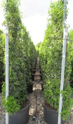 Portugese Laurier Als Leivorm (Prunus Lusitanica 'Angustifolia') 10 Portugese Laurier Als Leivorm (Prunus Lusitanica 'Angustifolia') -Aanbiedingen Groene Hekken Winkel prunus lusitanica 110x180 leivorm 2 1