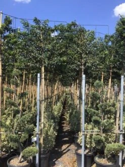 Portugese Laurier Als Leiboom (Prunus Lusitanica) -Aanbiedingen Groene Hekken Winkel prunus lusitanica 5