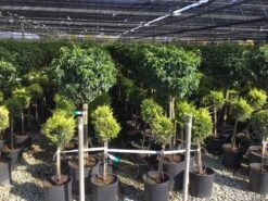 Portugese Laurier Op Stam (Prunus Lusitanica 'Angustifolia') -Aanbiedingen Groene Hekken Winkel prunus lusitanica 80cm stam