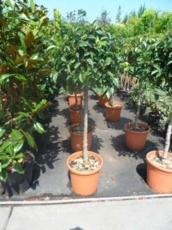 Portugese Laurier Als Boom (Prunus Lusitanica) 8 Portugese Laurier Als Boom (Prunus Lusitanica) -Aanbiedingen Groene Hekken Winkel prunus lusitanica 80stam c25 2 3