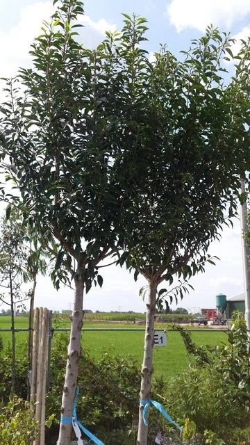 Portugese Laurier Als Boom (Prunus Lusitanica 'Angustifolia') 15 Portugese Laurier Als Boom (Prunus Lusitanica 'Angustifolia') - Afbeelding 13