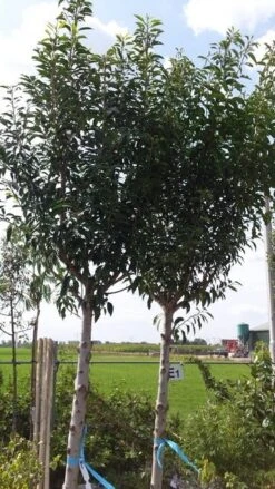 Portugese Laurier Als Boom (Prunus Lusitanica) -Aanbiedingen Groene Hekken Winkel prunus lusitanica als boom01 1 2