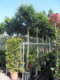 Portugese Laurier Als Boom (Prunus Lusitanica 'Angustifolia') -Aanbiedingen Groene Hekken Winkel prunus lusitanica angustifolia