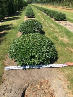 Portugese Laurier Als Grote Bolvorm (Prunus Lusitanica 'Angustifolia') -Aanbiedingen Groene Hekken Winkel prunus lusitanica angustifolia 100 cm breed bol drkl 2