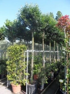 Portugese Laurier Als Boom (Prunus Lusitanica 'Angustifolia') -Aanbiedingen Groene Hekken Winkel prunus lusitanica angustifolia 12 14ho