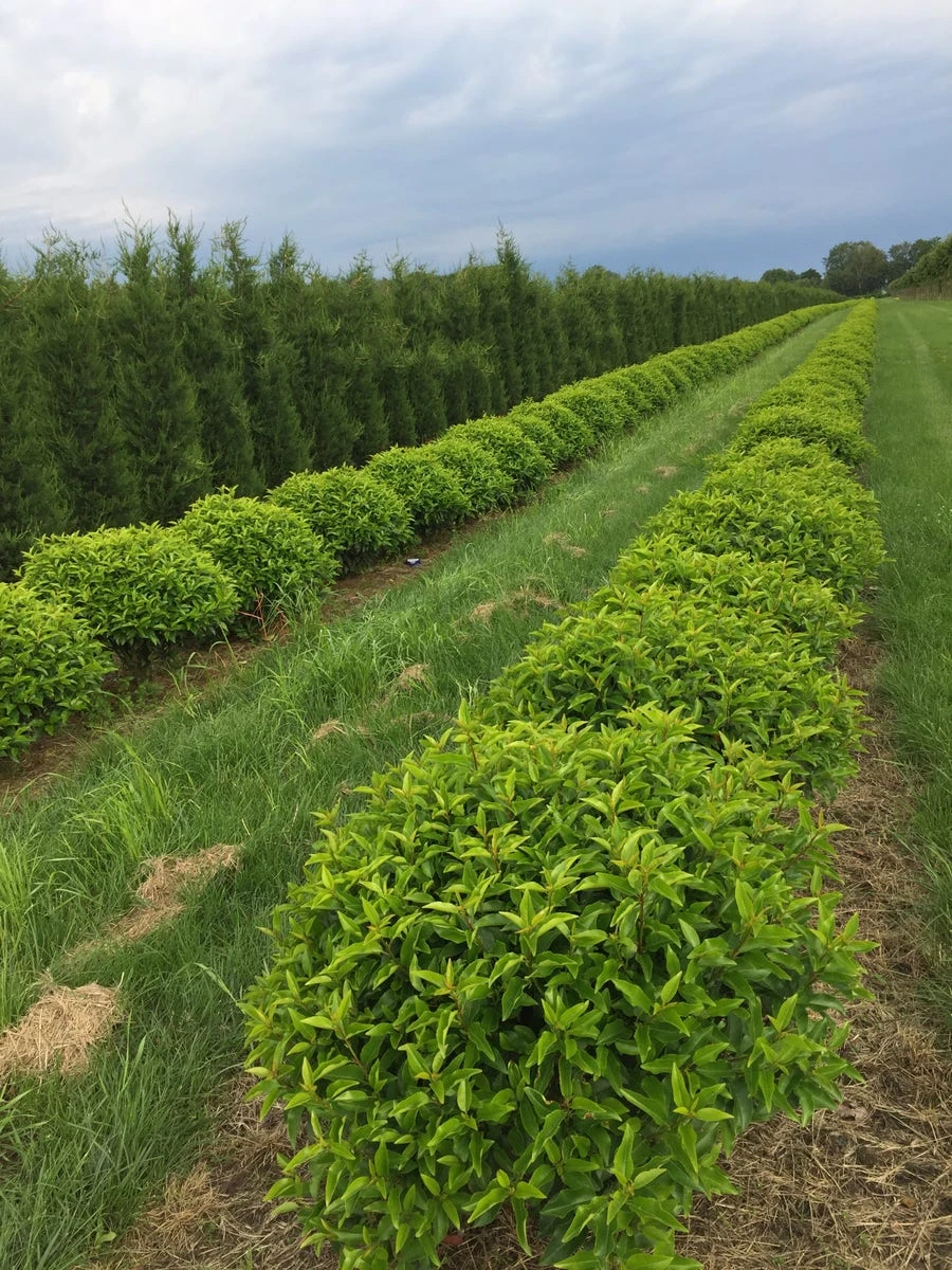 Portugese Laurier Als Grote Bolvorm (Prunus Lusitanica 'Angustifolia') 3 Portugese Laurier Als Grote Bolvorm (Prunus Lusitanica 'Angustifolia')