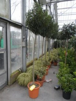 Portugese Laurier Als Boom (Prunus Lusitanica 'Angustifolia') -Aanbiedingen Groene Hekken Winkel prunus lusitanica angustifolia 150stam c25