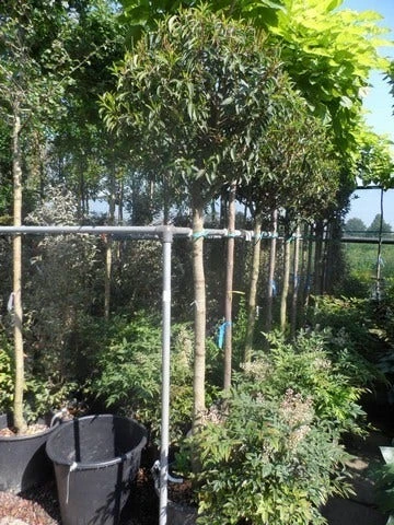 Portugese Laurier Als Boom (Prunus Lusitanica 'Angustifolia') 11 Portugese Laurier Als Boom (Prunus Lusitanica 'Angustifolia') - Afbeelding 9