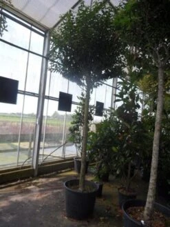 Portugese Laurier Als Boom (Prunus Lusitanica 'Angustifolia') -Aanbiedingen Groene Hekken Winkel prunus lusitanica angustifolia 16 18ho c90 1