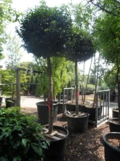 Portugese Laurier Als Boom (Prunus Lusitanica 'Angustifolia') -Aanbiedingen Groene Hekken Winkel prunus lusitanica angustifolia 18 20 ho c130 1