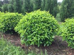 Portugese Laurier Als Grote Bolvorm (Prunus Lusitanica 'Angustifolia') -Aanbiedingen Groene Hekken Winkel prunus lusitanica angustifolia 90 cm breed bol drkl 2