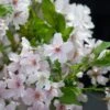 Japanse Sierkers (Prunus Nipponica 'Brillant') -Aanbiedingen Groene Hekken Winkel prunus nipponica brillant 1 1