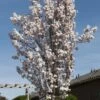 Japanse Sierkers Als Zuilboom (Prunus Serrulata 'Amanogawa') -Aanbiedingen Groene Hekken Winkel prunus serrulata amanogawa 3