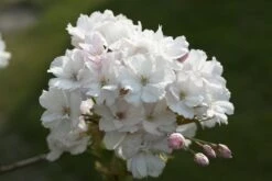 Japanse Sierkers Als Zuilboom (Prunus Serrulata 'Amanogawa') -Aanbiedingen Groene Hekken Winkel prunus serrulata amanogawa 2 2