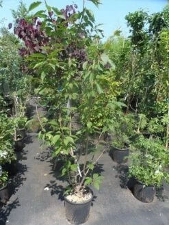 Sierkers, Struikvorm (Prunus Serrulata 'Kanzan') 14 Sierkers, Struikvorm (Prunus Serrulata 'Kanzan') -Aanbiedingen Groene Hekken Winkel prunus serrulata kanzan 150 175 200 c25