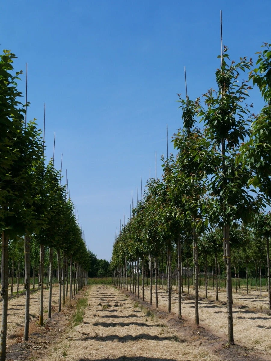 Grote Sierkers (Prunus Serrulata 'Kanzan') 4 Grote Sierkers (Prunus Serrulata 'Kanzan') - Afbeelding 2