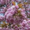 Sierkers, Struikvorm (Prunus Serrulata 'Kanzan') -Aanbiedingen Groene Hekken Winkel prunus serrulata kanzan 2 1