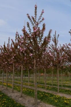 Grote Sierkers (Prunus Serrulata 'Kanzan') 11 Grote Sierkers (Prunus Serrulata 'Kanzan') -Aanbiedingen Groene Hekken Winkel prunus serrulata kanzan 25 30