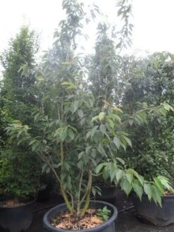 Sierkers, Struikvorm (Prunus Serrulata 'Kanzan') 13 Sierkers, Struikvorm (Prunus Serrulata 'Kanzan') -Aanbiedingen Groene Hekken Winkel prunus serrulata kanzan 250 300 c250