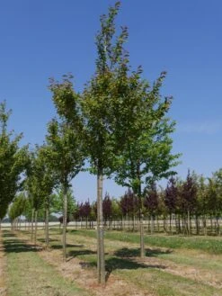 Grote Sierkers (Prunus Serrulata 'Kanzan') 12 Grote Sierkers (Prunus Serrulata 'Kanzan') -Aanbiedingen Groene Hekken Winkel prunus serrulata kanzan 30 35 1