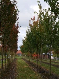 Grote Sierkers (Prunus Serrulata 'Kanzan') 13 Grote Sierkers (Prunus Serrulata 'Kanzan') -Aanbiedingen Groene Hekken Winkel prunus serrulata kanzan 35 40 1