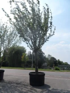 Japanse Sierkers (Prunus Serrulata 'Kanzan') -Aanbiedingen Groene Hekken Winkel prunus serrulata kanzan 90 100ho c1500 1