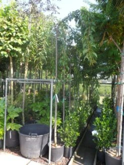 Japanse Treursierkers (Prunus Serrulata 'Kiku-shidare') -Aanbiedingen Groene Hekken Winkel prunus serrulata kiku shidare zakura 10 12ho cont 1