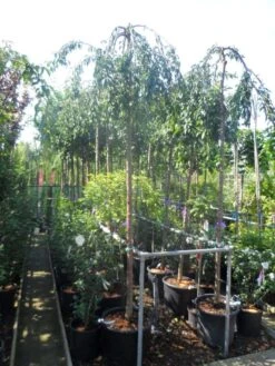 Japanse Treursierkers (Prunus 'Snow Fountain') 9 Japanse Treursierkers (Prunus 'Snow Fountain') -Aanbiedingen Groene Hekken Winkel prunus snow fountains 12 14 ho cont 1