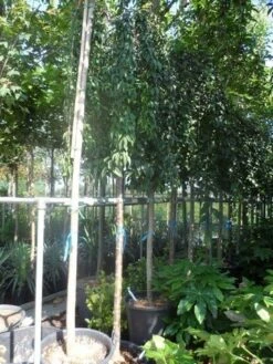 Japanse Treursierkers (Prunus 'Snow Fountain') -Aanbiedingen Groene Hekken Winkel prunus snow fountains 14 16 18ho cont. 250stam