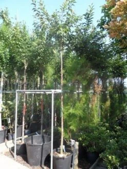 Japanse Sierkers (Prunus Subhirtella 'Autumnalis') -Aanbiedingen Groene Hekken Winkel prunus subhirtella autumnalis 10 12ho cont