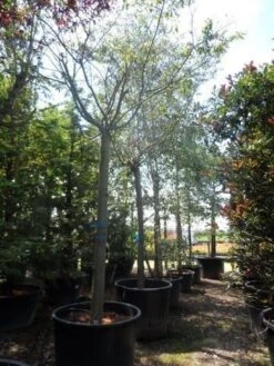 Japanse Sierkers (Prunus Subhirtella 'Autumnalis') -Aanbiedingen Groene Hekken Winkel prunus subhirtella autumnalis 30 35 40ho c350