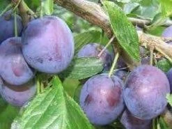 Nieuwe uitgaven 5 Lei-Pruim (Prunus Domestica 'The Czar')