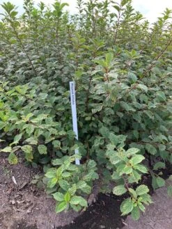 Amandelboompje Als Struik (Prunus Triloba) 7 Amandelboompje Als Struik (Prunus Triloba) -Aanbiedingen Groene Hekken Winkel prunus triloba 1